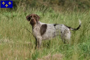 Mehr über den Artikel erfahren Griffon d’arrêt à poil dur Züchter und Welpen in Île-de-France