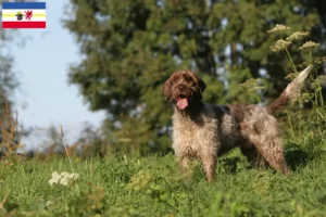 Mehr über den Artikel erfahren Griffon d’arrêt à poil dur Züchter und Welpen in Mecklenburg-Vorpommern