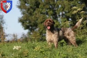 Mehr über den Artikel erfahren Griffon d’arrêt à poil dur Züchter und Welpen in Pays de la Loire