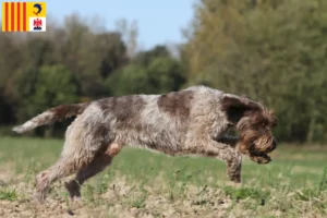 Mehr über den Artikel erfahren Griffon d’arrêt à poil dur Züchter und Welpen in der Provence-Alpes-Côte d’Azur