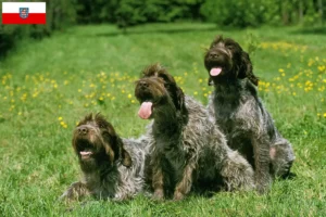 Mehr über den Artikel erfahren Griffon d’arrêt à poil dur Züchter und Welpen in Thüringen