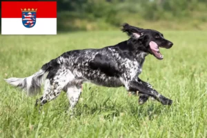 Mehr über den Artikel erfahren Großer Münsterländer Züchter und Welpen in Hessen