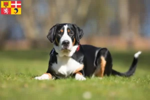 Mehr über den Artikel erfahren Großer Schweizer Sennenhund Züchter und Welpen in Auvergne-Rhône-Alpes