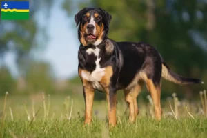 Mehr über den Artikel erfahren Großer Schweizer Sennenhund Züchter und Welpen in Flevoland