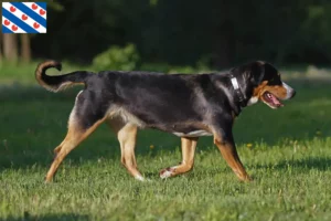 Mehr über den Artikel erfahren Großer Schweizer Sennenhund Züchter und Welpen in Friesland