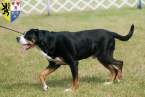 Mehr über den Artikel erfahren Großer Schweizer Sennenhund Züchter und Welpen in Hauts-de-France