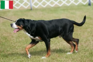 Mehr über den Artikel erfahren Großer Schweizer Sennenhund Züchter und Welpen in Italien