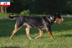 Mehr über den Artikel erfahren Großer Schweizer Sennenhund Züchter und Welpen in Mecklenburg-Vorpommern