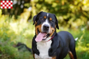 Mehr über den Artikel erfahren Großer Schweizer Sennenhund Züchter und Welpen in Nordbrabant