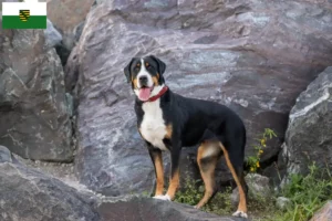 Mehr über den Artikel erfahren Großer Schweizer Sennenhund Züchter und Welpen in Sachsen