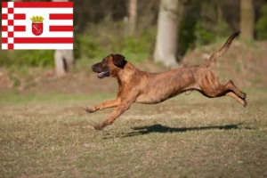 Mehr über den Artikel erfahren Hannoverscher Schweißhund Züchter und Welpen in Bremen