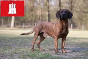 Mehr über den Artikel erfahren Hannoverscher Schweißhund Züchter und Welpen in Hamburg