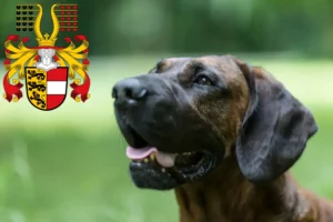 Mehr über den Artikel erfahren Hannoverscher Schweißhund Züchter und Welpen in Kärnten