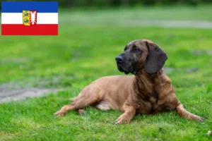 Mehr über den Artikel erfahren Hannoverscher Schweißhund Züchter und Welpen in Schleswig-Holstein