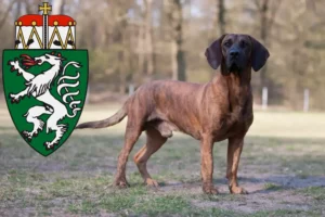 Mehr über den Artikel erfahren Hannoverscher Schweißhund Züchter und Welpen in der Steiermark