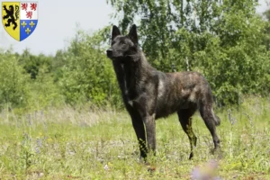 Mehr über den Artikel erfahren Hollandse Herdershond Züchter und Welpen in Hauts-de-France