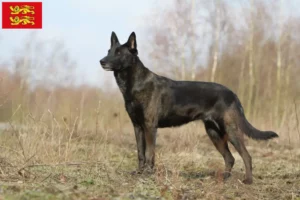 Mehr über den Artikel erfahren Hollandse Herdershond Züchter und Welpen in der Normandie