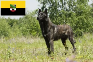 Mehr über den Artikel erfahren Hollandse Herdershond Züchter und Welpen in Sachsen-Anhalt