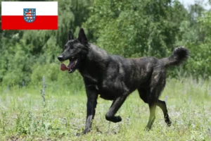 Mehr über den Artikel erfahren Hollandse Herdershond Züchter und Welpen in Thüringen