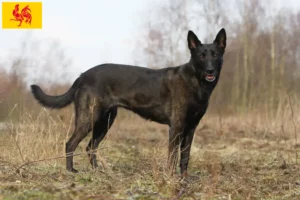 Mehr über den Artikel erfahren Hollandse Herdershond Züchter und Welpen in Wallonische Region