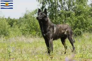 Mehr über den Artikel erfahren Hollandse Herdershond Züchter und Welpen in Zeeland