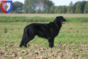 Mehr über den Artikel erfahren Hovawart Züchter und Welpen in Pays de la Loire