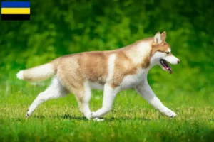 Mehr über den Artikel erfahren Husky Züchter und Welpen in Gelderland