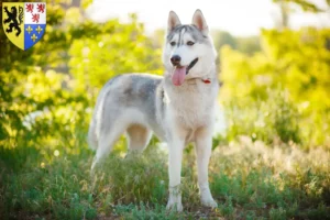 Mehr über den Artikel erfahren Husky Züchter und Welpen in Hauts-de-France