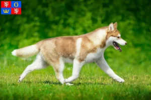 Mehr über den Artikel erfahren Husky Züchter und Welpen in Hradec Králové