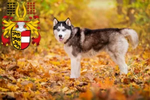 Mehr über den Artikel erfahren Husky Züchter und Welpen in Kärnten