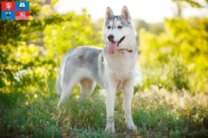 Mehr über den Artikel erfahren Husky Züchter und Welpen in Karlsbad