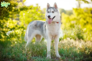 Mehr über den Artikel erfahren Husky Züchter und Welpen in Midtjylland