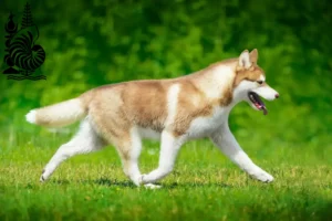 Mehr über den Artikel erfahren Husky Züchter und Welpen in Neukaledonien