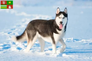 Mehr über den Artikel erfahren Husky Züchter und Welpen in Pilsen