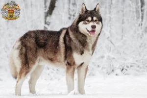 Mehr über den Artikel erfahren Husky Züchter und Welpen in Prag