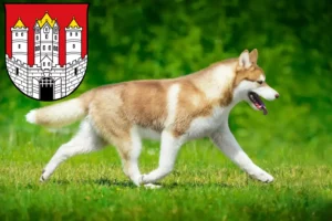 Mehr über den Artikel erfahren Husky Züchter und Welpen in Salzburg