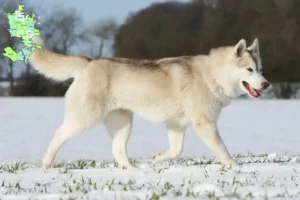 Mehr über den Artikel erfahren Husky Züchter und Welpen in Sjælland