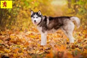 Mehr über den Artikel erfahren Husky Züchter und Welpen in Südholland