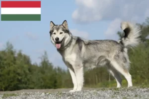 Mehr über den Artikel erfahren Husky Züchter und Welpen in Ungarn