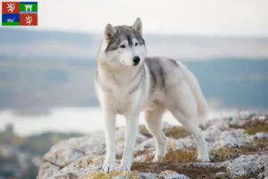 Mehr über den Artikel erfahren Husky Züchter und Welpen in Ústí