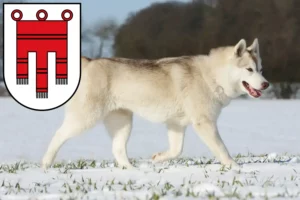 Mehr über den Artikel erfahren Husky Züchter und Welpen in Vorarlberg