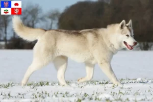 Mehr über den Artikel erfahren Husky Züchter und Welpen in Vysočina