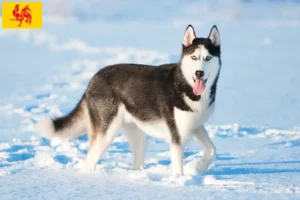 Mehr über den Artikel erfahren Husky Züchter und Welpen in Wallonische Region