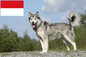 Mehr über den Artikel erfahren Husky Züchter und Welpen in Wien