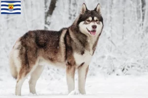 Mehr über den Artikel erfahren Husky Züchter und Welpen in Zeeland