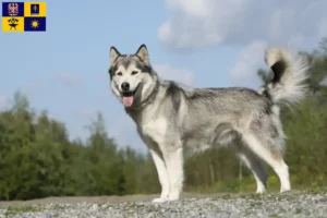 Mehr über den Artikel erfahren Husky Züchter und Welpen in Zlín