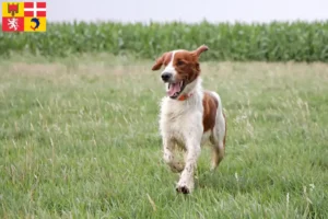 Mehr über den Artikel erfahren Irish Red and White Setter Züchter und Welpen in Auvergne-Rhône-Alpes