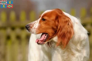 Mehr über den Artikel erfahren Irish Red and White Setter Züchter und Welpen in Bourgogne-Franche-Comté