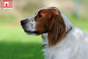 Mehr über den Artikel erfahren Irish Red and White Setter Züchter und Welpen in Bremen