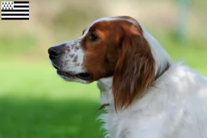 Mehr über den Artikel erfahren Irish Red and White Setter Züchter und Welpen in der Bretagne